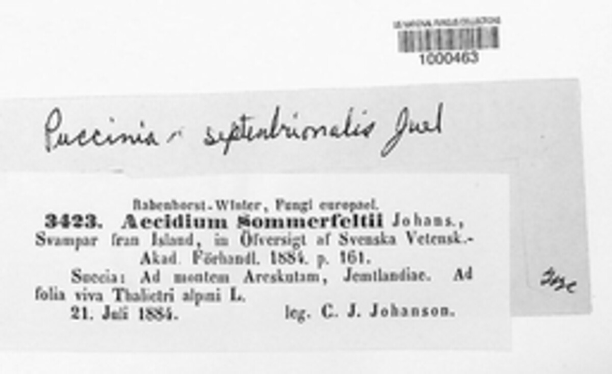 Aecidium sommerfeltii image